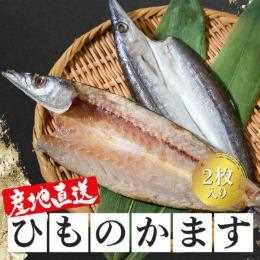 高知県産　カマス　干物